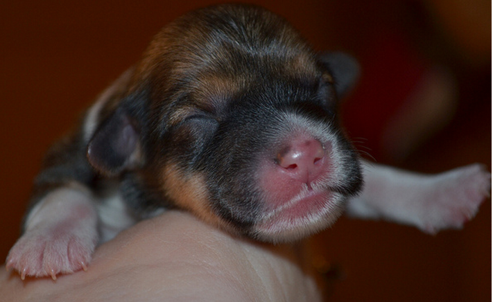 Newborn Corgi dog pictures.PNG
