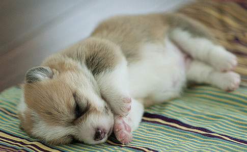Sleeping Corgi puppy image.PNG
