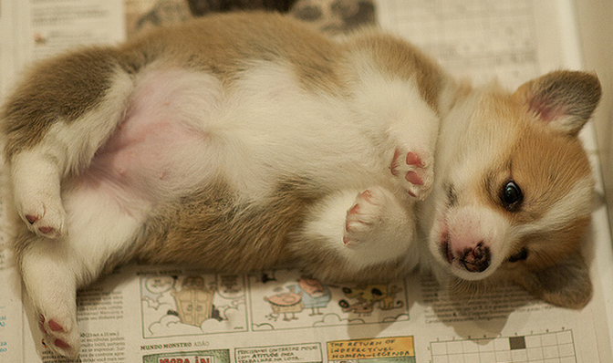 Cute and funny pup picture of a small Corgi dog.PNG
