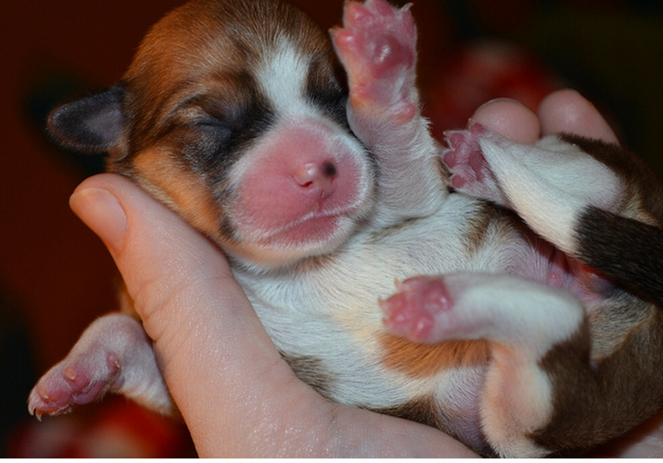 Young Corgi puppy pictures.PNG
