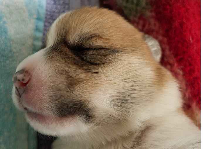 Close up picture of cute puppy face sleeping.PNG
