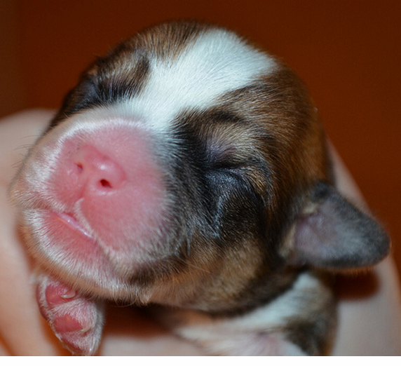Close up pictures of young Corgi puppy.PNG
