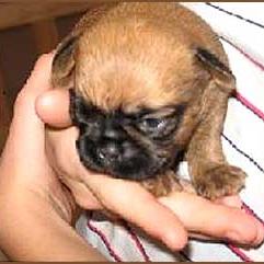 very young Brussel Griffon pup
