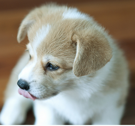 Cream and white Corgi dog puppy images.PNG
