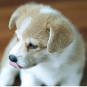 Cream and white Corgi dog puppy images.PNG
