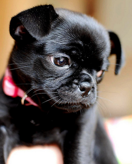 Black puppy pictures of chug dog.PNG
