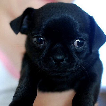 Black chug puppies picture.PNG
