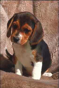 beagle puppy on the coatch.JPG
