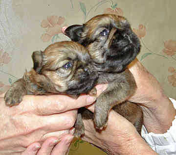 Brussel Griffon puppies_very young pups
