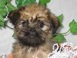 Brussel Griffon puppy in black and creamy tan color