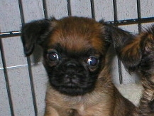 Brussel Griffon puppy picture
