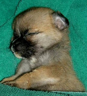 Newborn chug puppy picture.PNG
