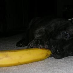 banana
