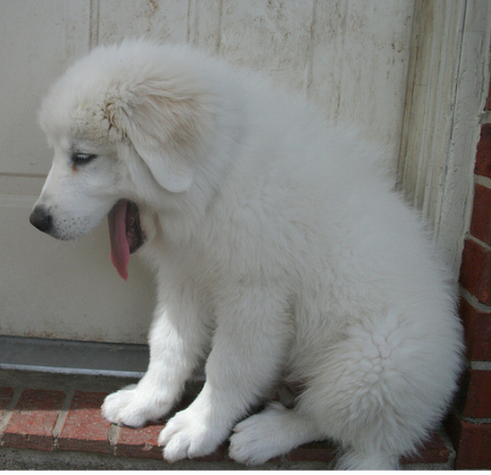Great Pyrenees Puppy.PNG
