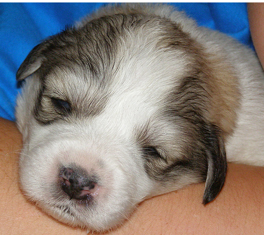 Newborn puppy pictures of Pyrenees dog.PNG
