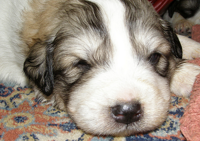 Newborn Pyrenees puppy pictures.PNG
