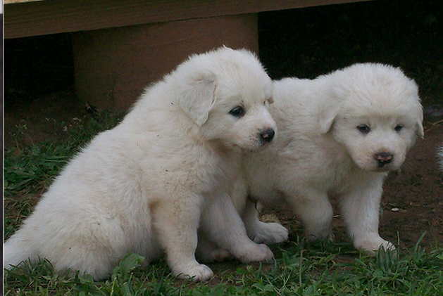Pyrenees breeders pictures.PNG
