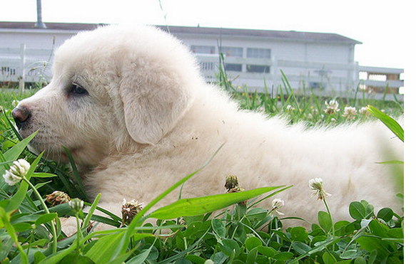 Pyrenees puppy chilling out on the grass.PNG
