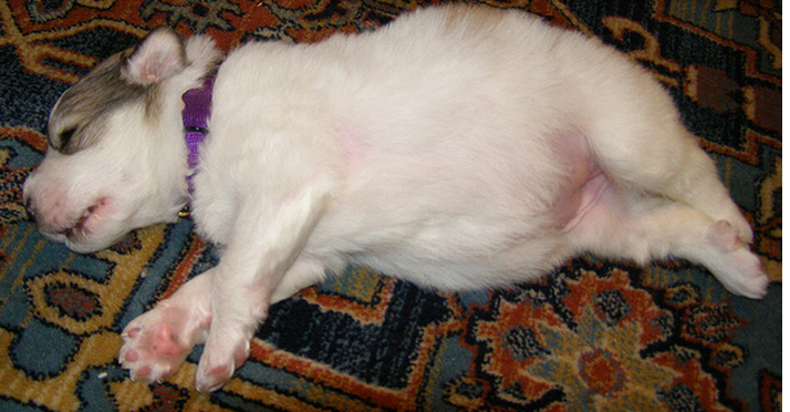 Young Pyrenees dog puppy in deep sleep_cute young dog picture.PNG
