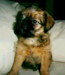 Brussels Griffon puppy in black and tan
