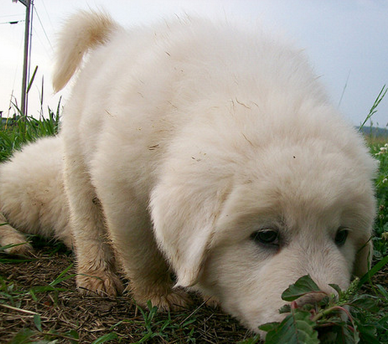 Close up picture of a young pyrenees dog sniffing in the back yard.PNG
