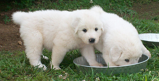 Picture of Pyrenees breeder_two Pyrenees dogs picture.PNG
