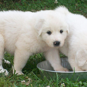 Picture of Pyrenees breeder_two Pyrenees dogs picture.PNG
