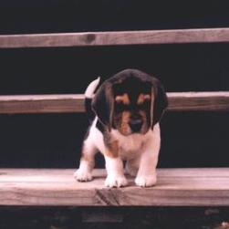 beagle puppy on the stairs.jpg
