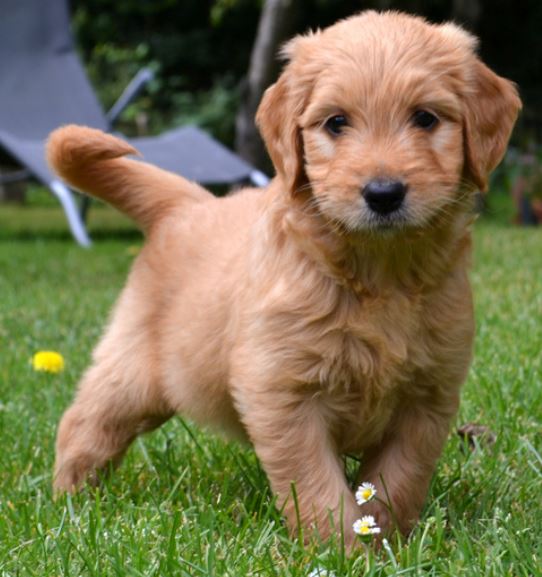 Dark tan Golden Doodle puppy picture playing in the back yard.JPG
