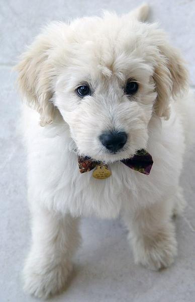 Close up dog picture of Goldendoodle puppy in white.JPG
