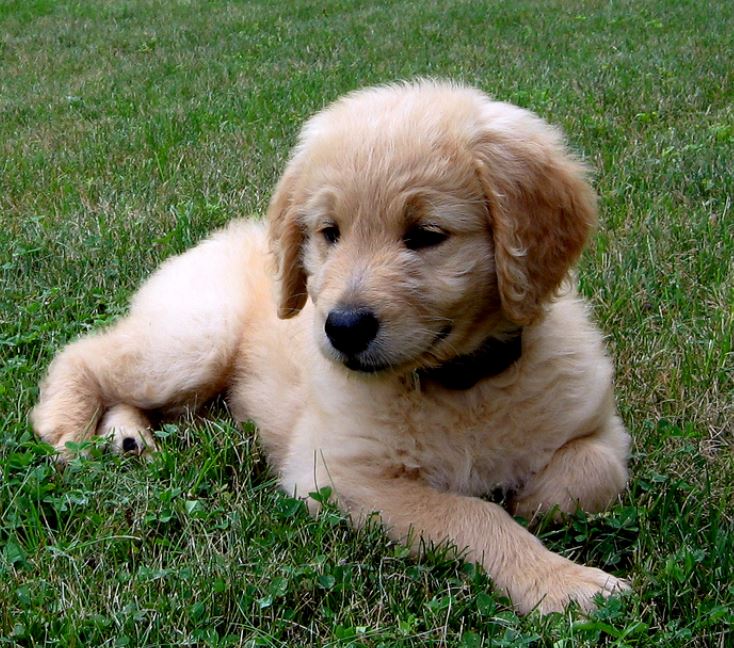 Golden Doodle pup chilling on the grass.JPG
