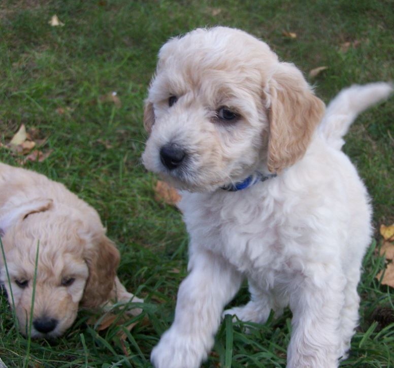 Goldendoodle dogs picture playing together.JPG
