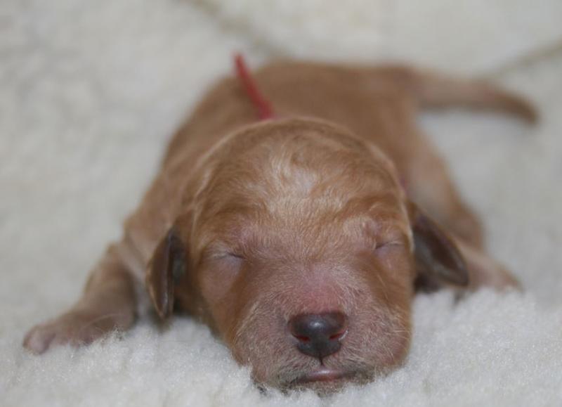 Newborn puppy picture of cute newborn goldendoodle puppy in dark tan.JPG

