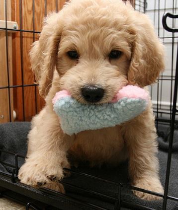 Playfull puppy picture of a golden doodle puppy playing with its dog toy.JPG
