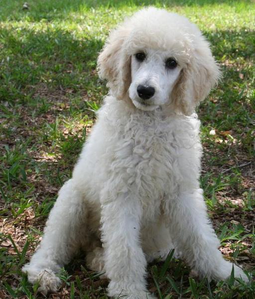 Puffy hair dog pictures_golden doodle dog in cream white.JPG
