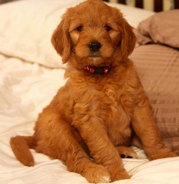 Puppy post photo of a tan golden doodle dog on a comfortable bed.JPG
