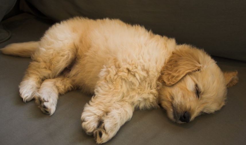 Super cute puppy photos_sleeping goldendoodle dog.JPG
