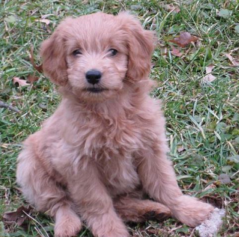 Tan goldendoodle pup pictures sitting on the grass looing straight at the camera.JPG
