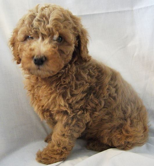 Thick hair dog pictures_dark tan colored golden doodle pup.JPG
