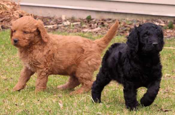 Two cute goldendoodle dogs photos playing in the black yard.JPG
