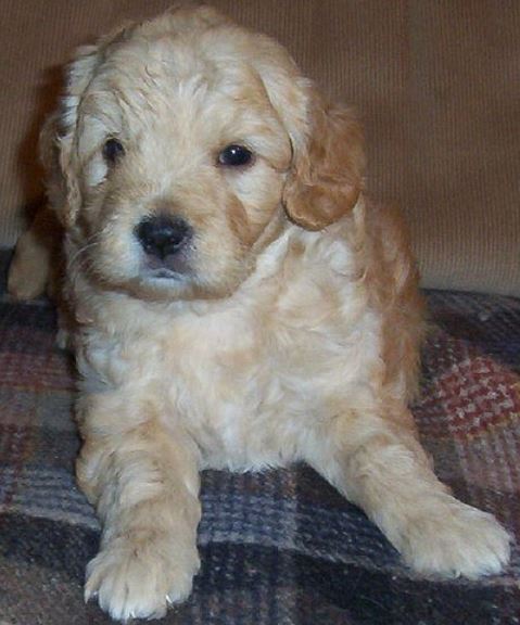 Young goldendoodle puppy in dark cream color.JPG
