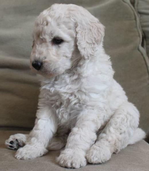 Adorable puppy picture of cream goldendoodle dog.JPG

