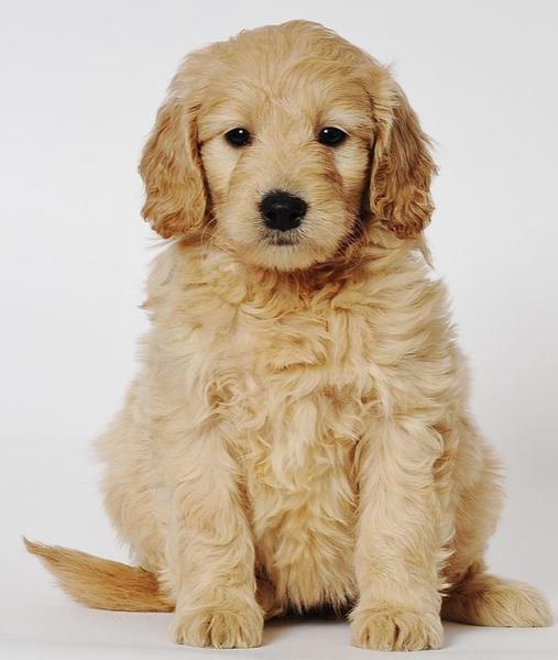 Beautiful Goldendoodle dog post pictures.JPG
