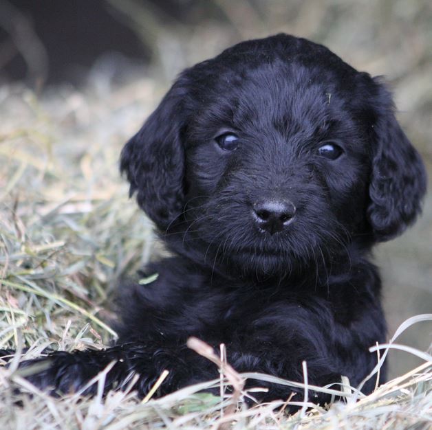 Black golden doodle puppy photos.JPG
