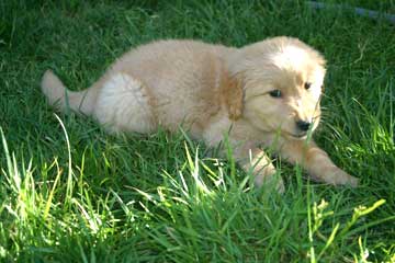 Golden Retriever pup1
