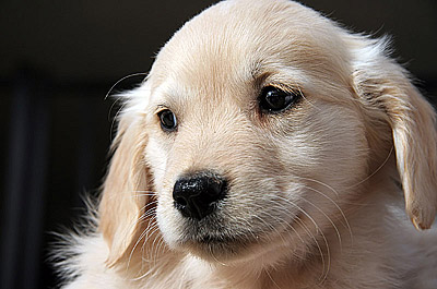 Golden retriever pup big face
