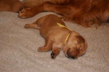 Golden Retriever pup into sleep
