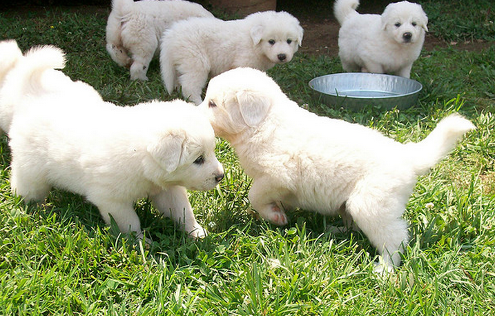 Cute dogs photo with Pyrenees  puppies in white.PNG
