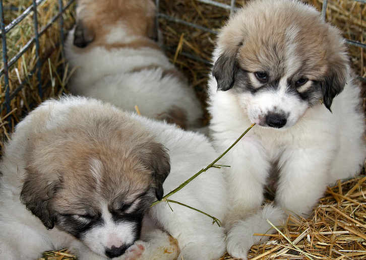 Cute dogs picture of Pyrenees  pups.PNG

