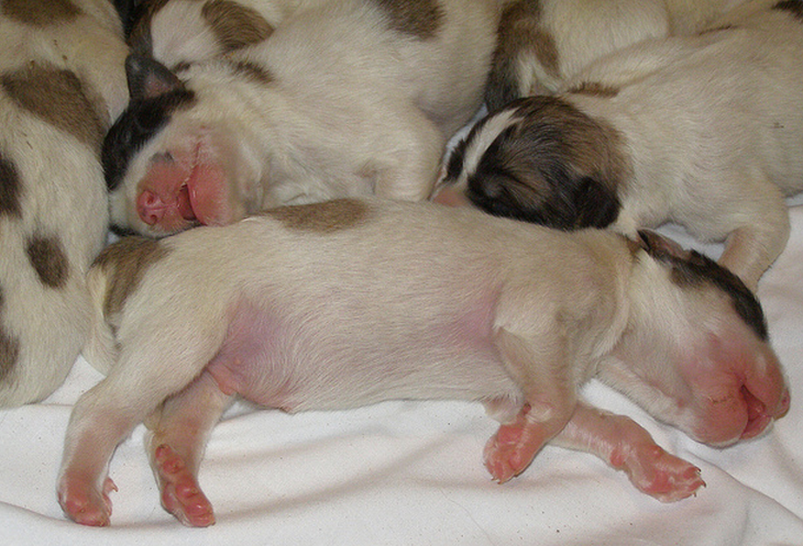 Newborn dogs pictures of Pyrenees puppies.PNG
